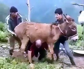 मोदी ने कहा था  अच्छे दिन आएगे तो  गधे के अच्छे दिन आ गए _ acche din aa gaye _ Funny Video 2017-lBbjW3t0rC4