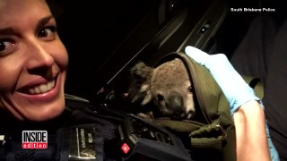 Cops Discover Baby Koala Inside Woman's Bag After Pulling Her Over-cq731hNjY54