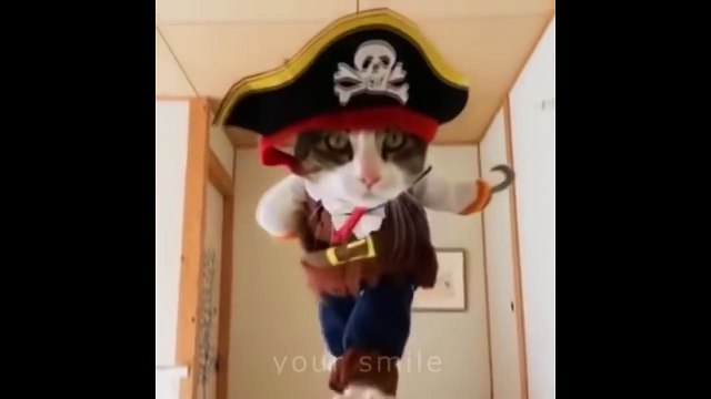 КОТЫ ПРИКОЛЫ | СОБАКИ ПРИКОЛЫ | ТОП САМЫХ СМЕШНЫХ ПРИКОЛОВ