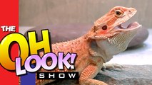 Oh Look! Bearded Dragons at Repticon Orlando!