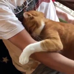 Un Gatto a cui non bastano mai le coccole