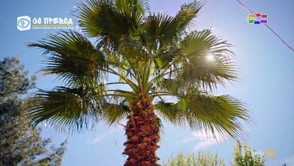 Црната Роза 268