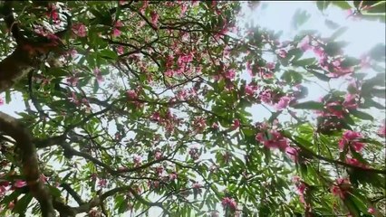 A New Species of Monkey Found Documentary 2017