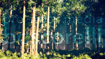 Epic Evergreen Forest Professional 3D Stock Animation