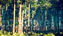 Epic Evergreen Forest Professional 3D Stock Animation