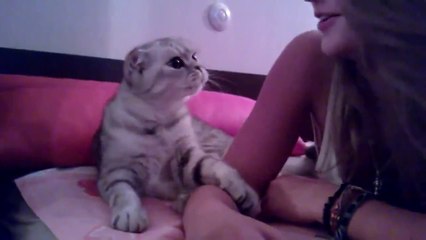 Sahibini Öpmek İçin Numara Yapan Çapkın Kedi