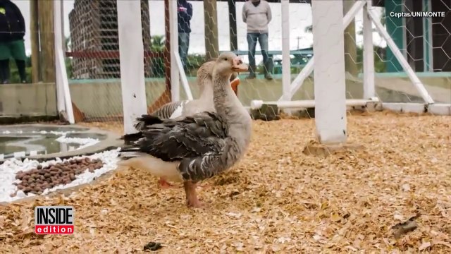 Rescued Goose Who Receive 3D Printed Beak Falls In Love and Becomes a Mom-v79GaTOJsq8