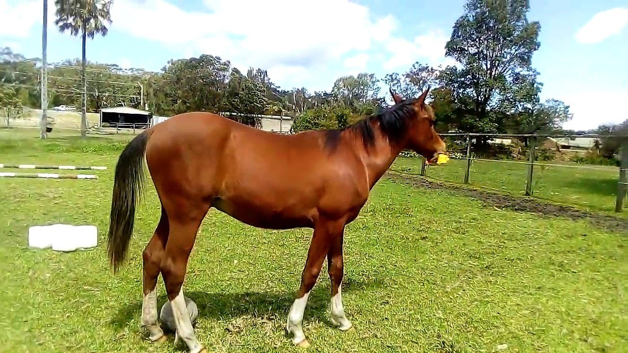 Le cheval qui s'amuse avec un jouet qui fait du bruit