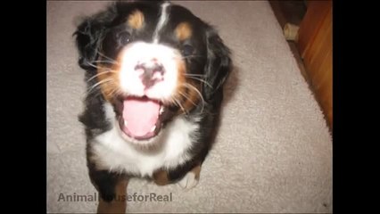 Newborn to 8 weeks in 1 Minute - Female Bernese Mountain Dog-yhYLKKNDep0