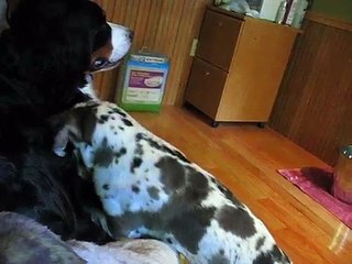 Puppy Tests Dogs Patience Biting Tail-0QnGsvo8nbY