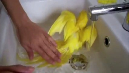 Parrot splashing around in a bath