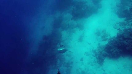 Il n'est pas près d'oublier sa rencontre avec un requin