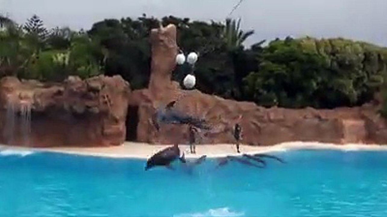Dolfin Jumping In Woter With Man_dolfin Show