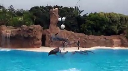 Dolfin Jumping In Woter With Man_dolfin Show