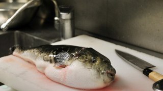 Dangerous Fugu Fish Cutting Slices || Puffer Fish Cleaning And Fillet