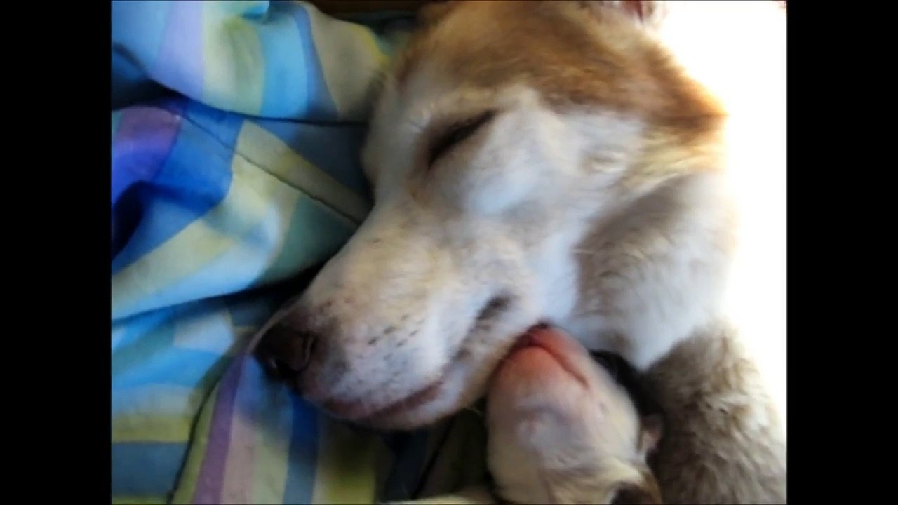 Siberian Husky Smiles-fQmW1jbDJJM
