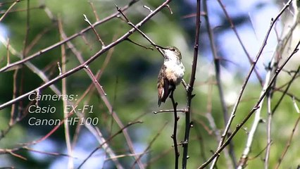 LOS COLIBRÍS - HUMMINGBIRDS 1001-17