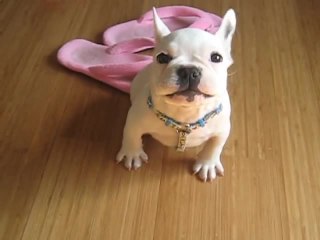 French Bulldog puppy learns to speak with owner