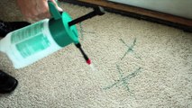 Urine Removal Carpet Rug Upholstery Cleaning Coral Springs FL -Prime Steamers 954-496-2289