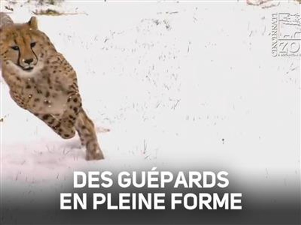 Qui l'eût cru ? Ces guépards adorent la neige !