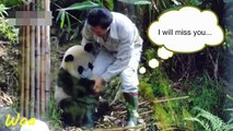 Panda addicted to hugging adorable pandas compilation