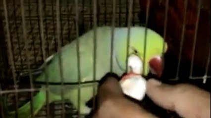 Parrot the best talking bird.