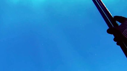 Un plongeur attaqué par un requin se sauve la vie grâce à son harpon