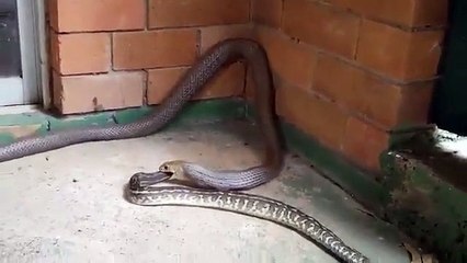 East Brown Snake's Feed of Piton Serpent