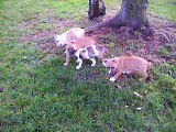 Vidéos des 4 chiots américan staff nés le 05.11.16 disponibles de suite !!!