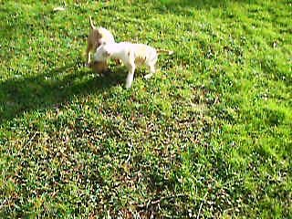 les 2 femelles de disponibles !!! vidéo du 10.01.17...