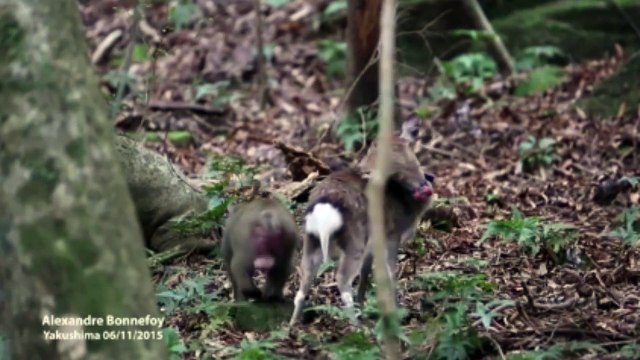 Un rapport sexuel entre un singe et une biche observé au Japon