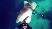 Un requin-bouledogue surgit de nulle part pour attaquer un pêcheur