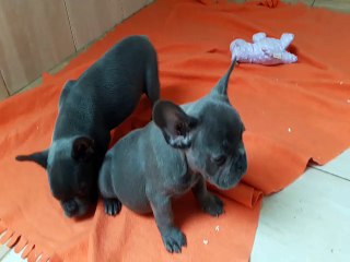 cuccioli Buldog Francese blu