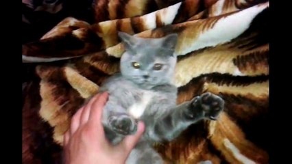 Красивая кошка играется с обручем