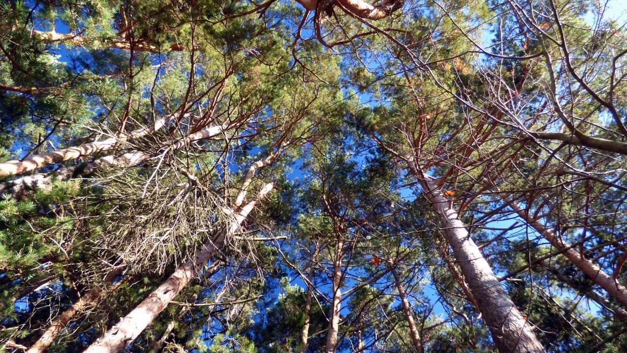 Voeux 2017 Pays-de-Sault