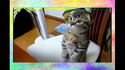 Смешные ПРИКОЛЫ ПРО КРОШЕК! Видео приколы 2016 про кошек. СМОТРЕТЬ ВСЕМ!