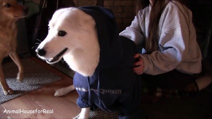 Siberian Husky's Prediction for Super Bowl XLIX-v8QVX4ddDpc