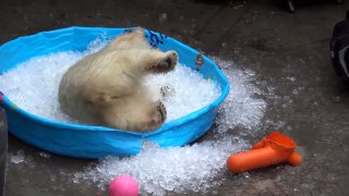 polar bear playing in an ice pool Funny Video