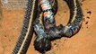 Can a tarantula eat a snake? Massive hand-sized tarantula seen eating 15 inch snake in world first