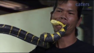 Man Kissing and Bites Deadly Snake