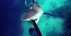 Heart-stopping footage shows diver attacked by killer bull shark