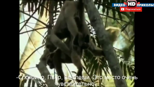 ФИЛЬМ׃ Тайный СЕКС Животных РАСПУТНИКИ ИЗОБЛИЧЕНЫ!!! Ржачная Озвучка Перевод!