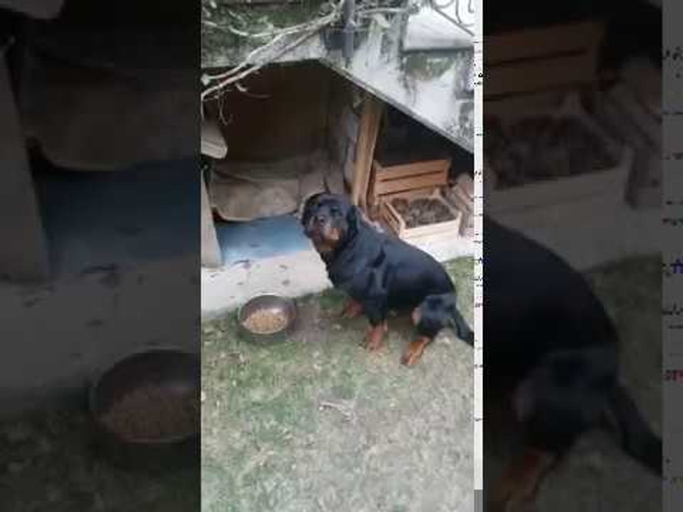 Clever Rottweiler Obeys Italian Commands