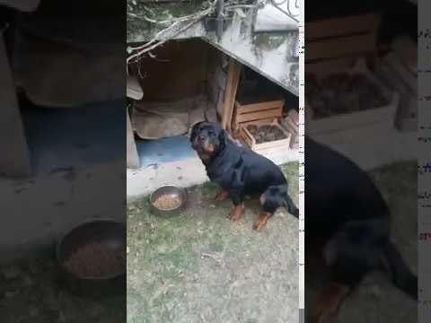 Clever Rottweiler Obeys Italian Commands
