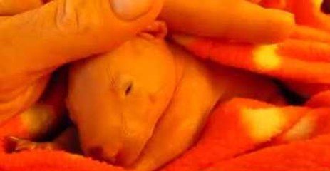 Sanctuary Welcomes Rosie, the Tiny Wombat Orphan