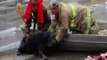 Firefighters Save Dog Stranded on Icy River in Madison County, Iowa