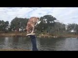 Performing Dog Shows Off Acrobatic Skills