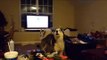 When Huskies Watch Videos of Other Huskies, This Happens