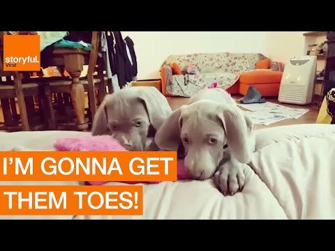 Cute Puppies Attempt to Nibble Owner's Toes