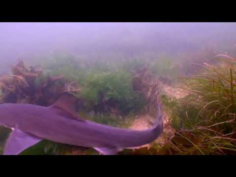 Marine Sanctuary Opens New World to Diver